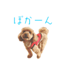 生意気トイプードル はいむのスタンプ（個別スタンプ：17）