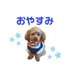 生意気トイプードル はいむのスタンプ（個別スタンプ：20）