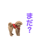 生意気トイプードル はいむのスタンプ（個別スタンプ：21）