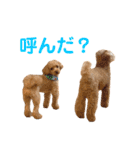 生意気トイプードル はいむのスタンプ（個別スタンプ：27）