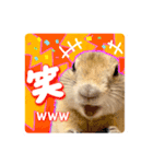 リチャードソンジリスのもっちゃん②（個別スタンプ：1）