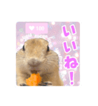 リチャードソンジリスのもっちゃん②（個別スタンプ：2）