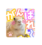 リチャードソンジリスのもっちゃん②（個別スタンプ：3）