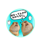リチャードソンジリスのもっちゃん②（個別スタンプ：5）