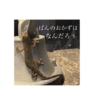 ぽん太んちのヤモサン（個別スタンプ：1）