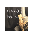 ぽん太んちのヤモサン（個別スタンプ：6）