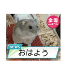 かわいいらハムスターニュース（個別スタンプ：1）
