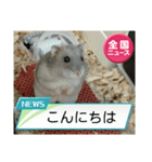 かわいいらハムスターニュース（個別スタンプ：2）