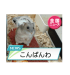かわいいらハムスターニュース（個別スタンプ：3）