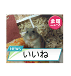 かわいいらハムスターニュース（個別スタンプ：4）