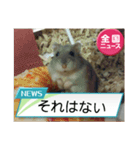かわいいらハムスターニュース（個別スタンプ：5）