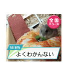 かわいいらハムスターニュース（個別スタンプ：7）