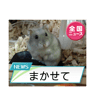 かわいいらハムスターニュース（個別スタンプ：8）