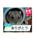 かわいいらハムスターニュース（個別スタンプ：9）
