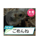 かわいいらハムスターニュース（個別スタンプ：10）