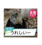 かわいいらハムスターニュース（個別スタンプ：14）