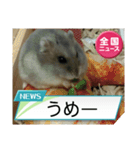 かわいいらハムスターニュース（個別スタンプ：15）