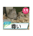 かわいいらハムスターニュース（個別スタンプ：16）