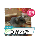 かわいいらハムスターニュース（個別スタンプ：17）