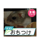 かわいいらハムスターニュース（個別スタンプ：18）