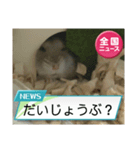 かわいいらハムスターニュース（個別スタンプ：19）