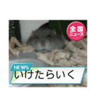かわいいらハムスターニュース（個別スタンプ：21）