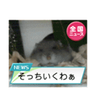 かわいいらハムスターニュース（個別スタンプ：22）