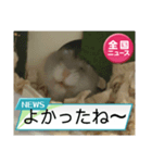 かわいいらハムスターニュース（個別スタンプ：23）