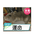 かわいいらハムスターニュース（個別スタンプ：27）