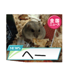 かわいいらハムスターニュース（個別スタンプ：28）