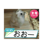 かわいいらハムスターニュース（個別スタンプ：30）