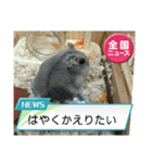かわいいらハムスターニュース（個別スタンプ：31）