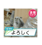 かわいいらハムスターニュース（個別スタンプ：32）