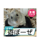 かわいいらハムスターニュース（個別スタンプ：33）