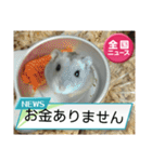かわいいらハムスターニュース（個別スタンプ：34）