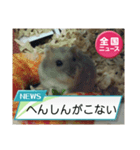 かわいいらハムスターニュース（個別スタンプ：37）