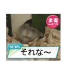 かわいいらハムスターニュース（個別スタンプ：38）