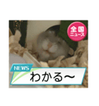 かわいいらハムスターニュース（個別スタンプ：39）