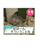 かわいいらハムスターニュース（個別スタンプ：40）