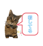 ケバブ大勝利（個別スタンプ：2）