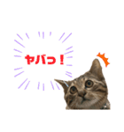 ケバブ大勝利（個別スタンプ：3）