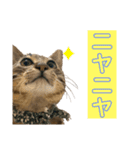 ケバブ大勝利（個別スタンプ：4）