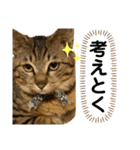 ケバブ大勝利（個別スタンプ：6）