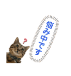 ケバブ大勝利（個別スタンプ：7）