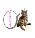 ケバブ大勝利（個別スタンプ：8）