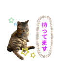 ケバブ大勝利（個別スタンプ：9）