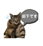 ケバブ大勝利（個別スタンプ：11）