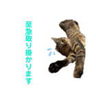 ケバブ大勝利（個別スタンプ：15）