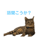 ケバブ大勝利（個別スタンプ：16）