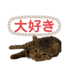 ケバブ大勝利（個別スタンプ：17）